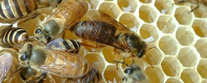 早春什么时候加第一张脾 早春从什么时候开始