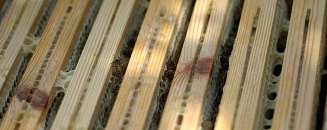 早春为什么要清理箱底 早春为什么要盖塑料薄膜