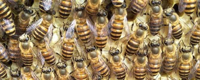 人工分蜂白天好还是晚上好（白天可以人工分蜂吗）