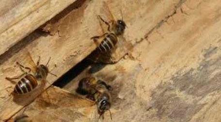 人工分蜂白天好还是晚上好（人工分蜂好还是自然分蜂好）
