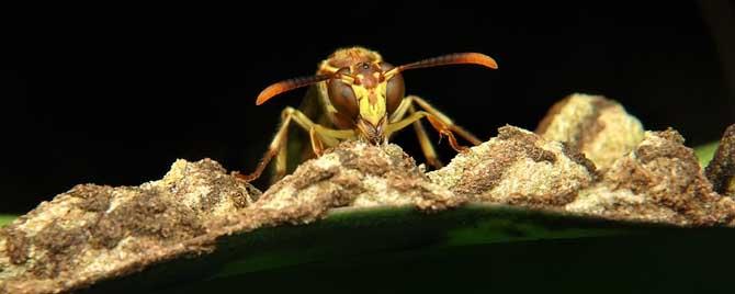 马蜂在房间不飞出去怎么办（马蜂飞到房间找不到了怎么办）