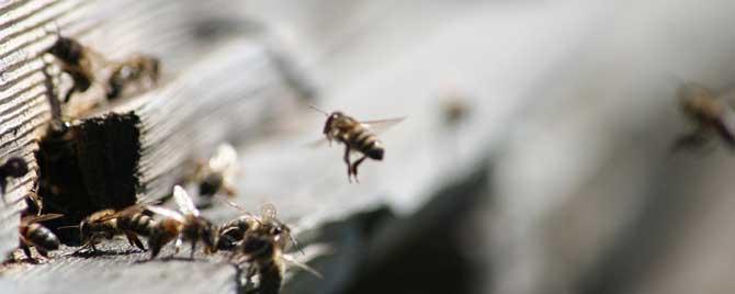 买养蜂工具全套多少钱 养蜂的工具网上多少钱一样