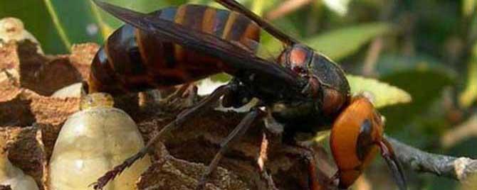 人头蜂的天敌是什么 什么是虎头蜂的天敌