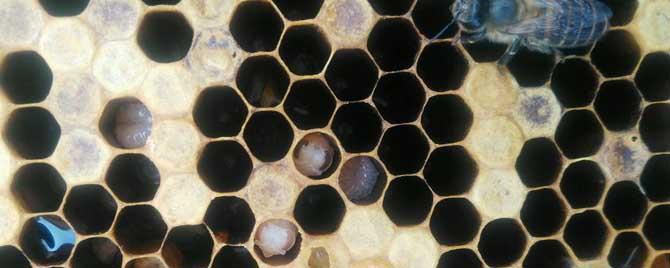 蜡螟的天敌有哪些 蜡螟是什么