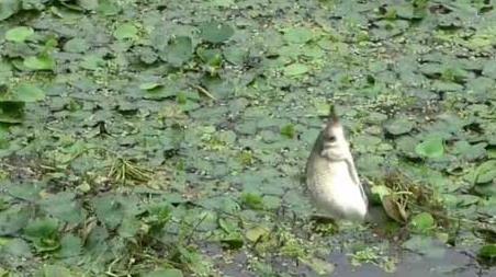 初秋刮东风好钓鱼吗 秋天刮东风好钓鱼吗