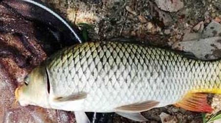 初夏钓鱼实用技巧大全 夏末秋初钓鱼技巧