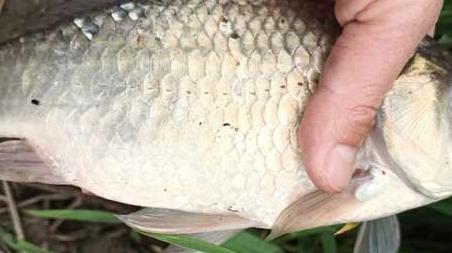 初夏什么鱼好钓（初夏钓什么鱼比较好）