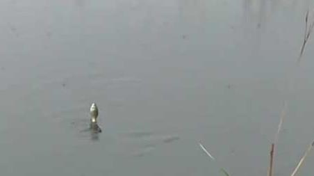 初夏钓鱼钓上风口还是下风口 秋天钓鱼上风口还是下风口