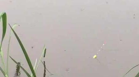 初夏钓鱼选择什么位置最好 初夏钓鱼什么风向好