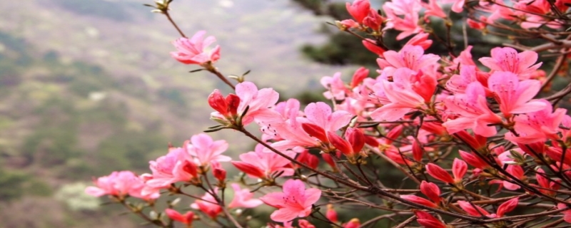 杜鹃花的花期有多长时间 杜鹃花花期是多长时间