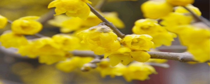 腊梅花什么时候开花（腊梅花什么时候开花 几点钟）