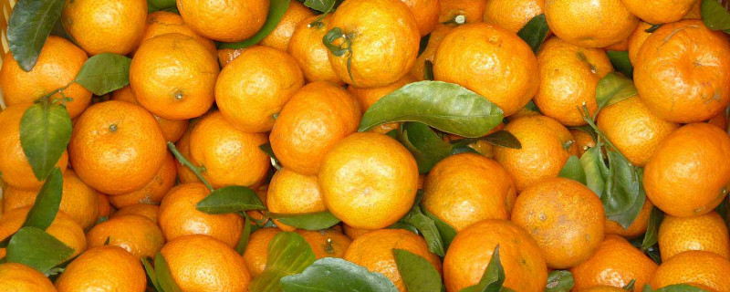 沙糖桔染红色能吃吗 染过色的沙糖桔能吃吗