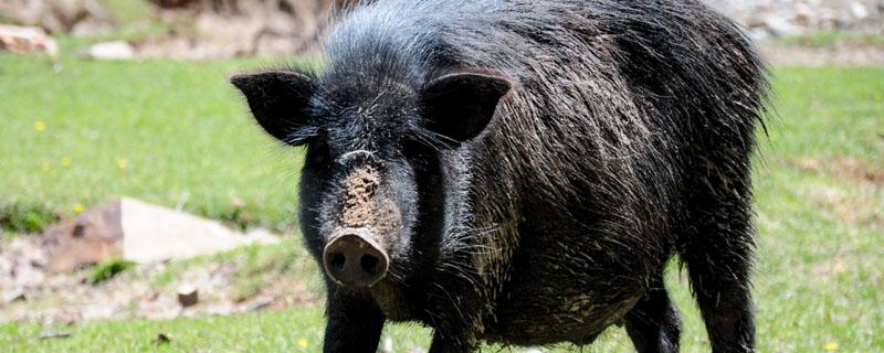 野猪是保护动物吗可以吃吗（野猪属于野生动物保护了吗）