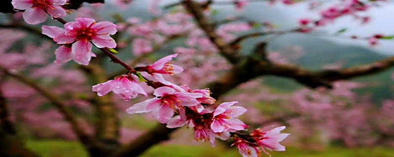 桃花枝水培怎么养，桃花什么时候开（桃花枝放在水里生长吗）