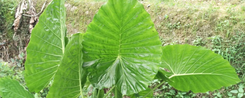 滴水观音植物有毒吗（滴水观音植物有毒吗蟹爪兰有毒吗）