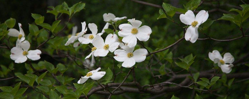 尖叶四照花什么属（尖叶四照花果实）