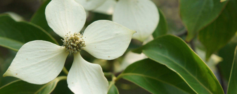 dogwood是什么树（redwood是什么树）