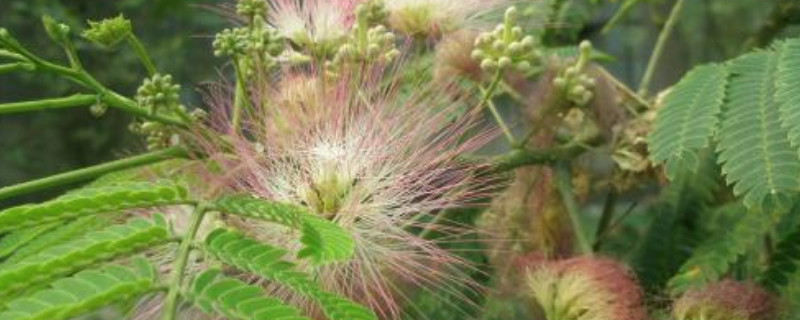 合欢树开花是在哪个节气 合欢树是什么季节开花