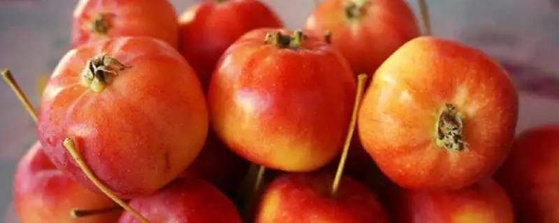 智慧果是苹果吗（智慧果是什么水果）