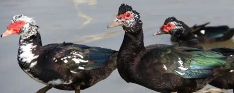 駦和鹅的区别（鹅肫还是鹅胗）