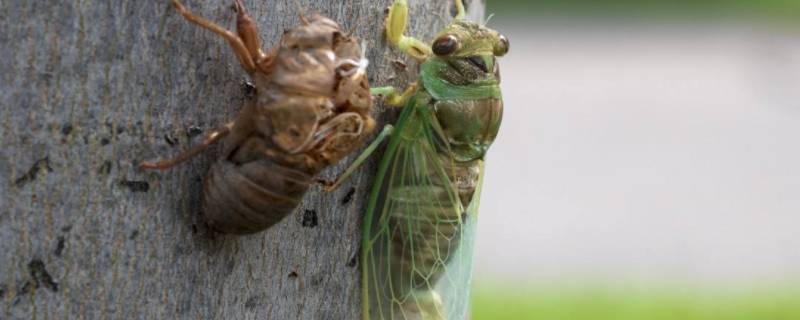 蝉的生活特点 蝉的生活方式和特点