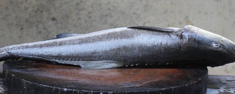 黑色的海鱼有哪些（黑色的海鱼有哪些品种）