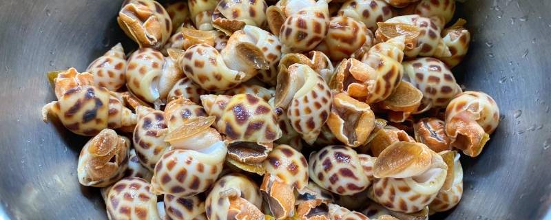 活花螺与死花螺的区别 死花螺是什么样子的