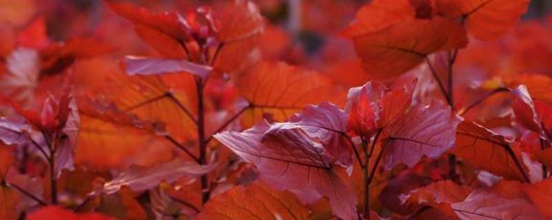 通红通红还是彤红彤红 通红通红和彤红彤红