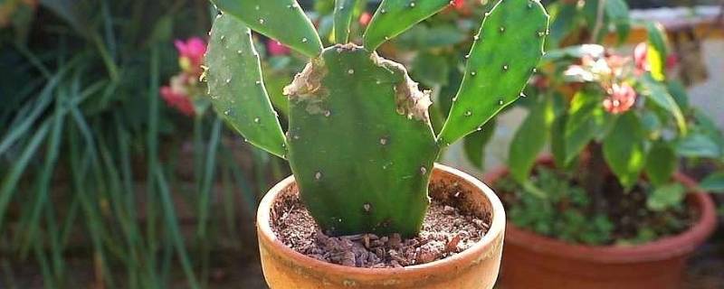 可食用仙人掌和不可食用区别 可食用仙人掌和普通仙人掌有什么区别