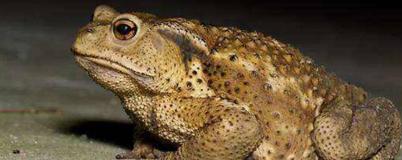 蛤蟆怎么储存和新鲜的一样 活蛤蟆的保存方式