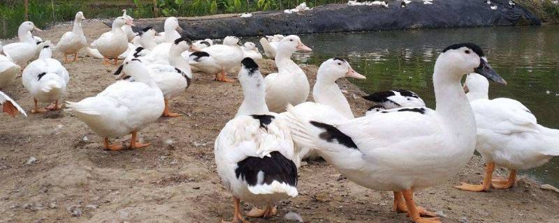 腾鸭是什么家禽（腾跟鸭子有什么区别）