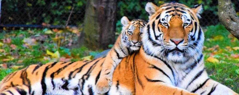 老虎叫一只还是叫一头 老虎是叫一只还是一头