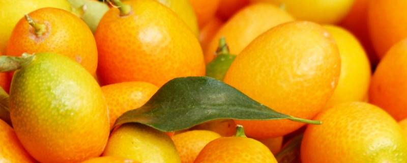 天山雪桔是什么桔子（天山雪桔是桔子吗）