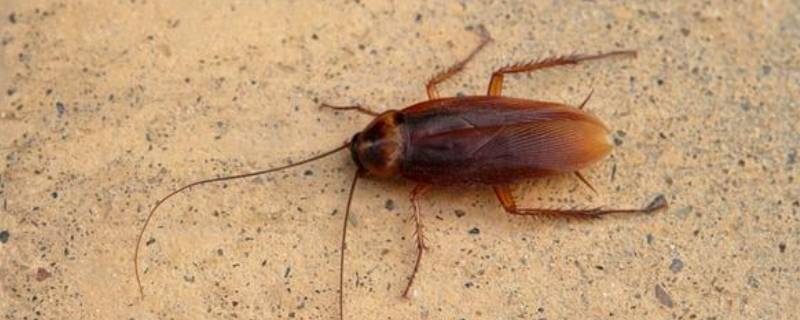 滑虫是什么东西（滑滑的虫子）