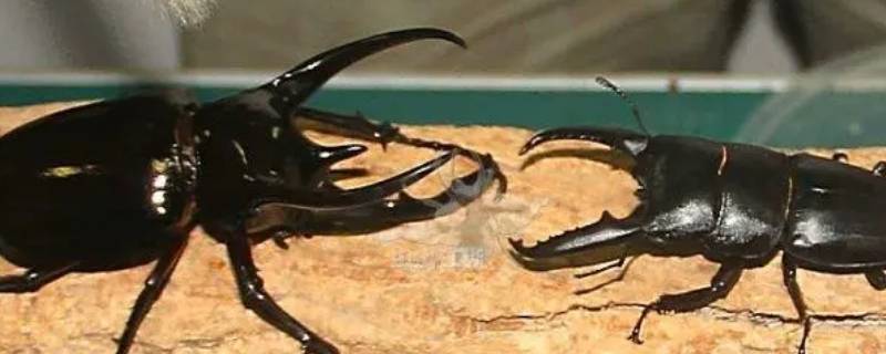 楸是什么动物 楸木又叫什么