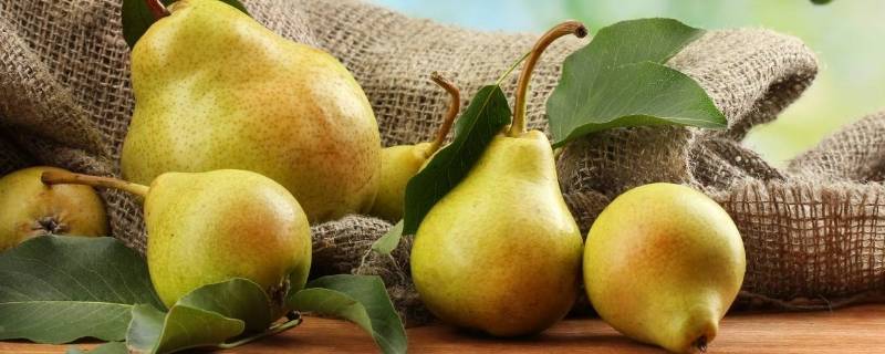 梨的形状怎么形容（形容梨形状的词语）