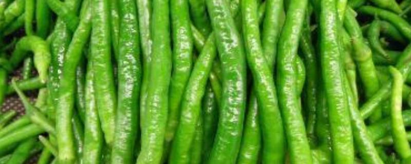 杭椒辣吗 山东青杭椒辣吗