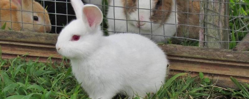 小兔子吃什么食物（小兔子吃什么食物最好）