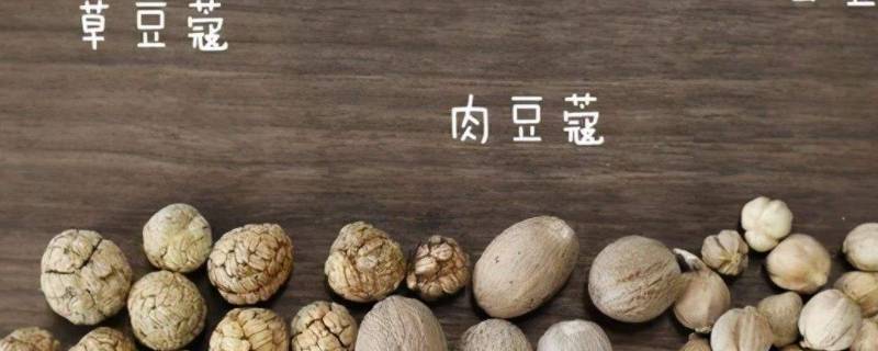草豆蔻别名（草豆蔻别名叫什么）