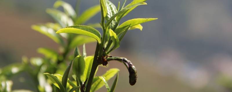 临沧茶区有哪些山头 临沧茶区有哪些山头分布图