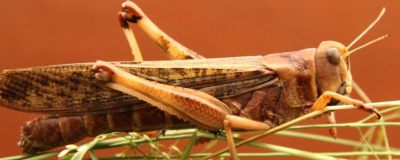 蝗虫的触角是什么形状（蝗虫的触角长啥样）