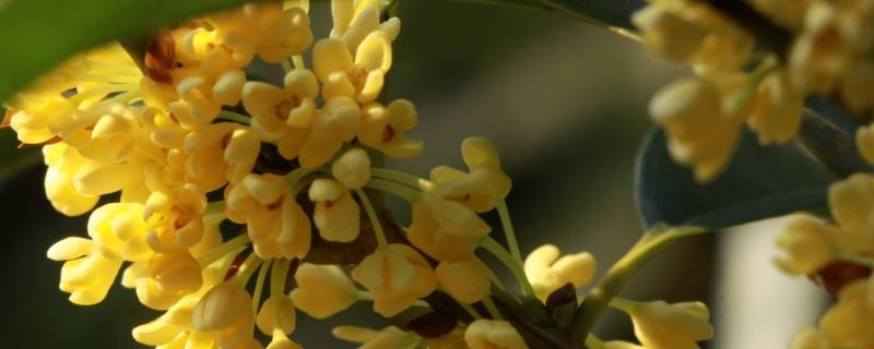 桂花为什么那么香 桂花为什么那么香答案