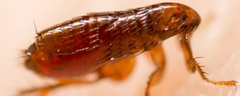 跳蚤多久繁殖一次（跳蚤会快速繁殖吗）