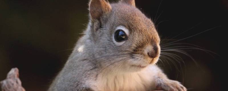 松鼠是怎么叫的（松鼠是怎么叫的声音）
