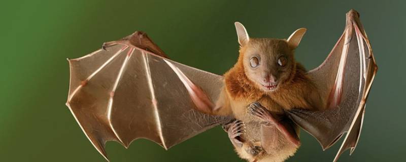 蝙蝠属不属于鸟类 蝙蝠属不属于鸟类猫头鹰属不属于鸟类