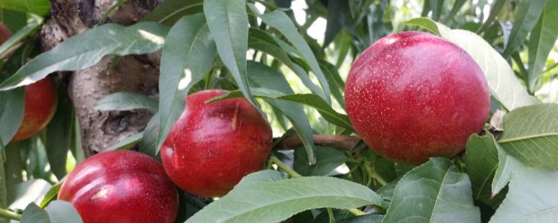 油桃有油吗 油桃是怎么样的