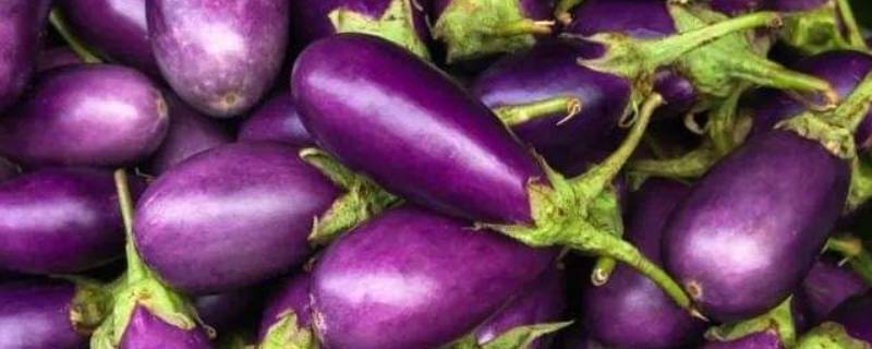 茄子另外一个名叫什么 茄子的另外一个名字叫什么