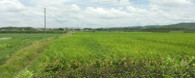 20亩地有多大（20亩地多不多）