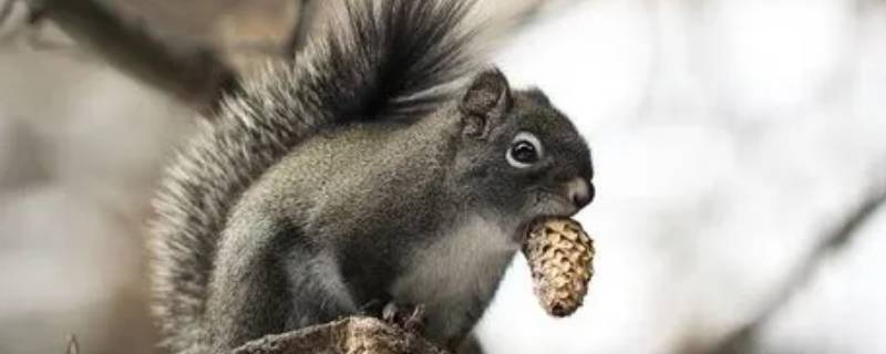 秋天哪些动物准备过冬的食物（哪些动物过冬要准备食物）
