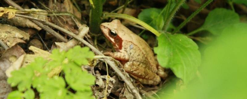 雪蛤长什么样 雪蛤有多大